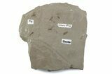 Fossil Insect (Crane Fly, Beetle & Fly) Plate - Utah #377090-1